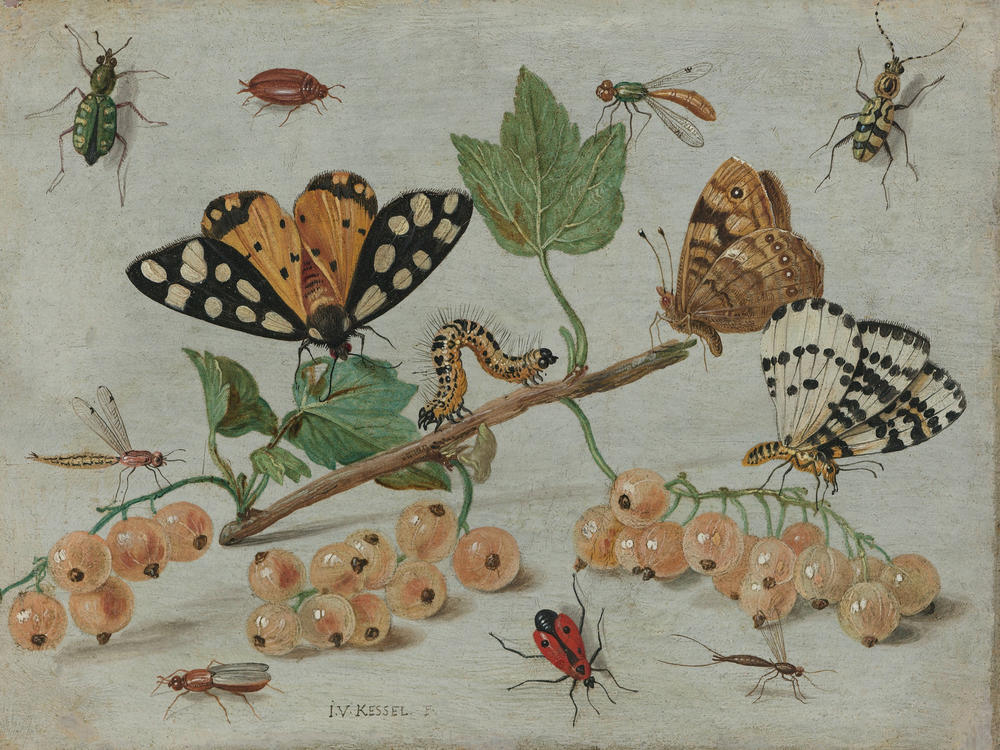 Insekten als Modelle