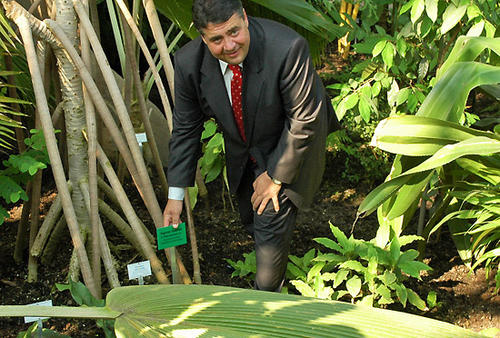 September: Nach drei Jahren Umbauphase ist das Große Tropenhaus im Botanischen Garten der Freien Universität wiedereröffnet worden. Unter den Festgästen war auch der neue SPD-Vorsitzende Sigmar Gabriel.