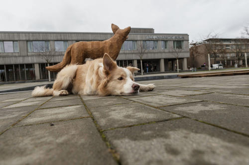 Hunde beschnüffelten das „Familienmitglied“ zwar, ließen aber wegen des fehlenden Tiergeruchs schnell wieder von ihm ab.