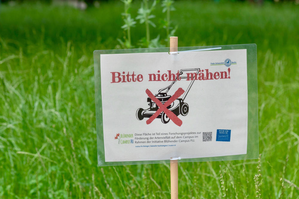 Bitte nicht mähen! Blühende Wiesen sollen die Artenvielfalt auf den Grünflächen der Freien Universität fördern.