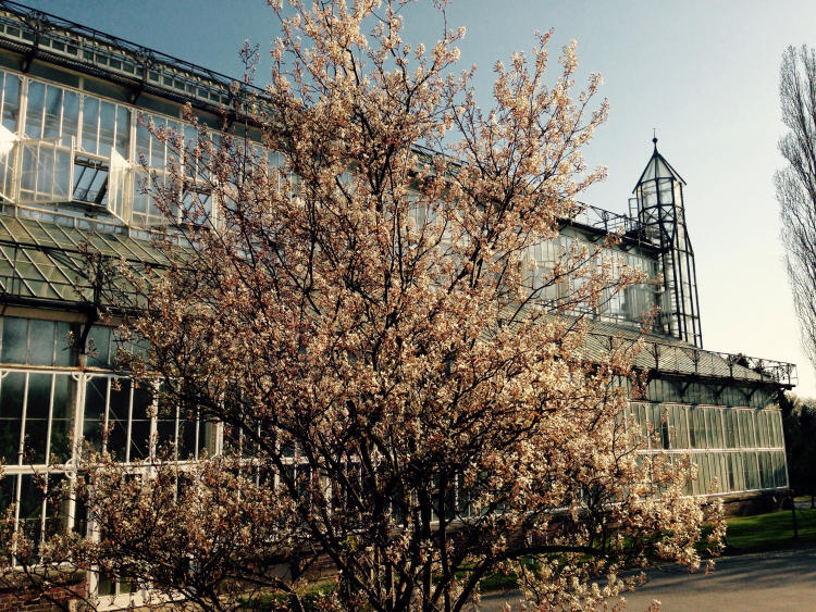 amelanchier_lamarckii_henkel