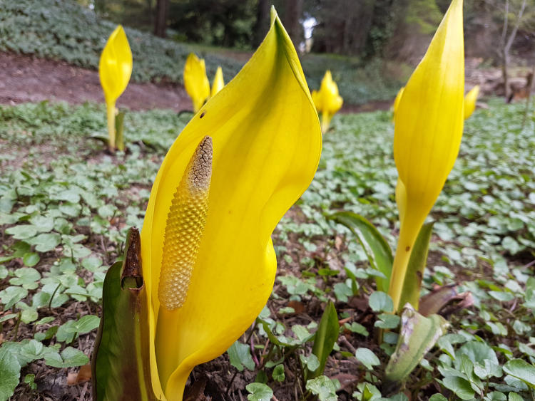 Fliegen lassen sich vom Gestank des Amerikanischen Riesenaronstabs (Lysichiton americanus) anlocken und transportieren so dessen Blütenpollen.