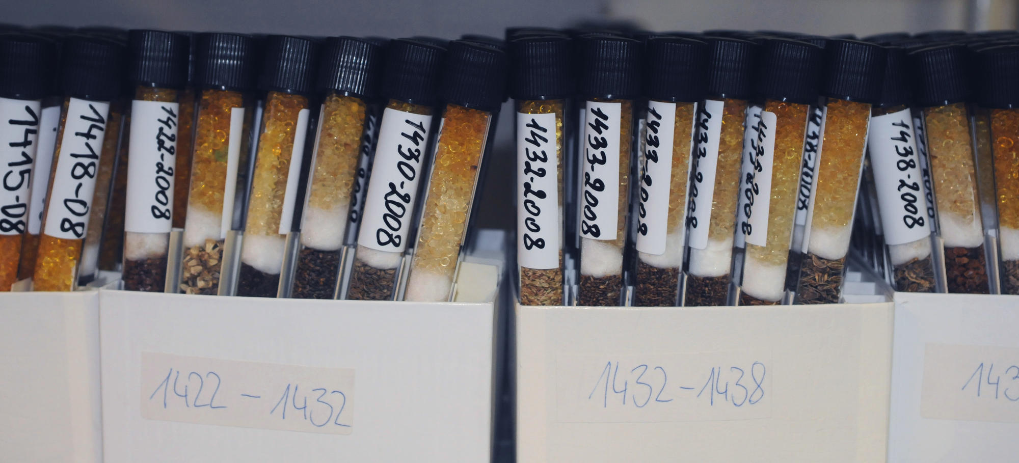 sammlung_wildpflanzensamen_1