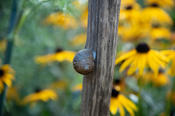Mitbewohnerin: Weinbergschnecken fressen am liebsten weiche und angewelkte Pflanzenteile: Sie helfen im Garten dabei, organisches Material zu verwerten.