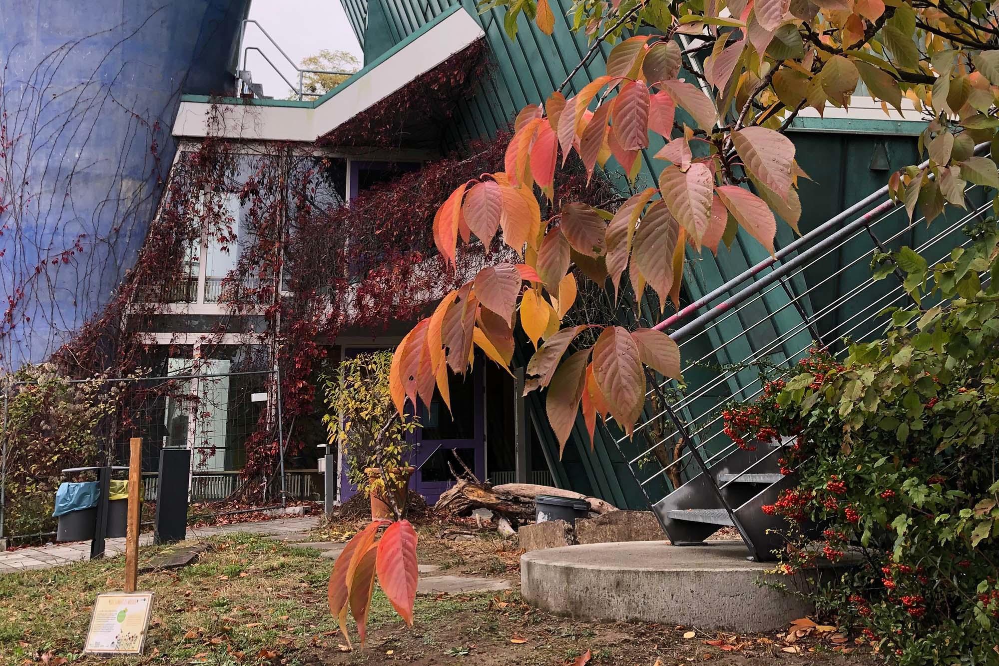 Liegendes Totholz - wie hier vor dem Weiterbildungszentrum - wird von Organismen, insbesondere von Holz abbauenden Pilzen und von Insekten, über Jahre hinweg zersetzt.