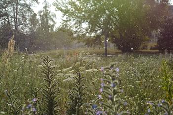 Ein- bis zweimal im Jahr müssen auch Blühwiesen gemäht werden, um die Artenvielfalt zu fördern.