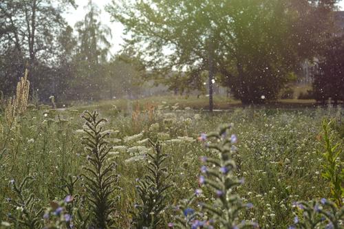 Even wildflower meadows need to be mowed once or twice a year to promote biodiversity.