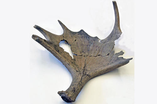Ein weiterer Fund: die Geweihschaufel eines Elchs (Alces alces), der heute in Eurasien weit verbreitet ist.