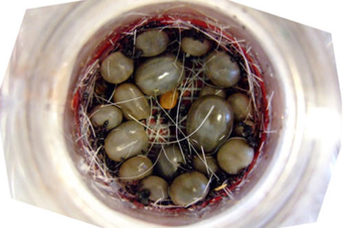 Ohne Tierversuche: Schildzecken der Art Ixodes Ricinus saugen sich in einer Fütterungskammer mit Blut voll.