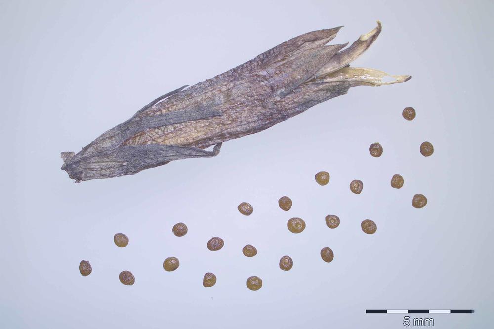 Die Samen des Sumpf-Kranz-Enzians gehört zu den seltensten in der Saatgutbank Dahlem für Wildpflanzen, die Teil des Botanischen Gartens Berlin ist.