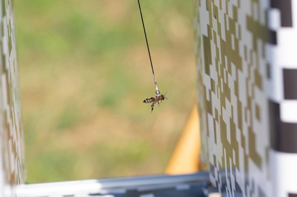 Im „Flugsimulator“: POLLY vollzieht eine Biene einen virtuellen Flug. Die Biene hat sich selbst mittels magnetischer Kopplung befestigt und wird nun durch Bewegung der Schwarz-weiß-Muster so stimuliert, dass sie den Eindruck eines langen Fluges hat.