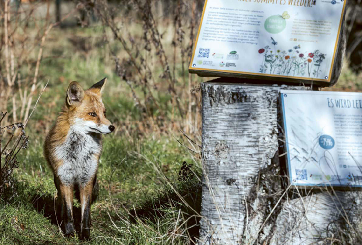 Ein Fuchs zu Besuch auf einem nachhaltigen Campus.