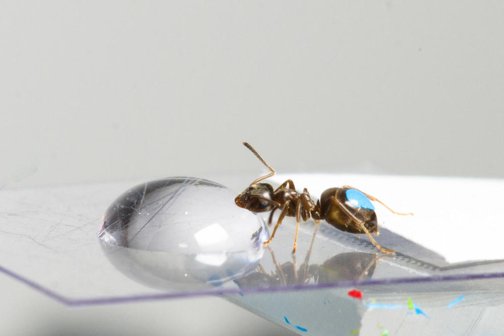 Ameisen seien wie Bauern, die sich gut um ihr Vieh kümmern, erklärt Zoologe Tomer Czaczkes.