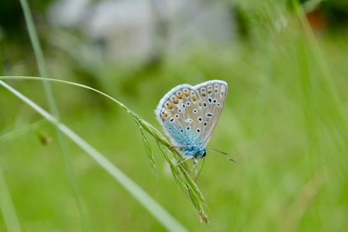 Der Hauhechel-Bläuling konnte sich auf dem Blühwiesen der Freien Universität ansiedeln. Er ist ein Grünlandbewohner, der gern über blütenreiche, nicht überdüngte Wiesen flattert. Auf dauerhaft gemähten Wiesen kann er nicht überleben.