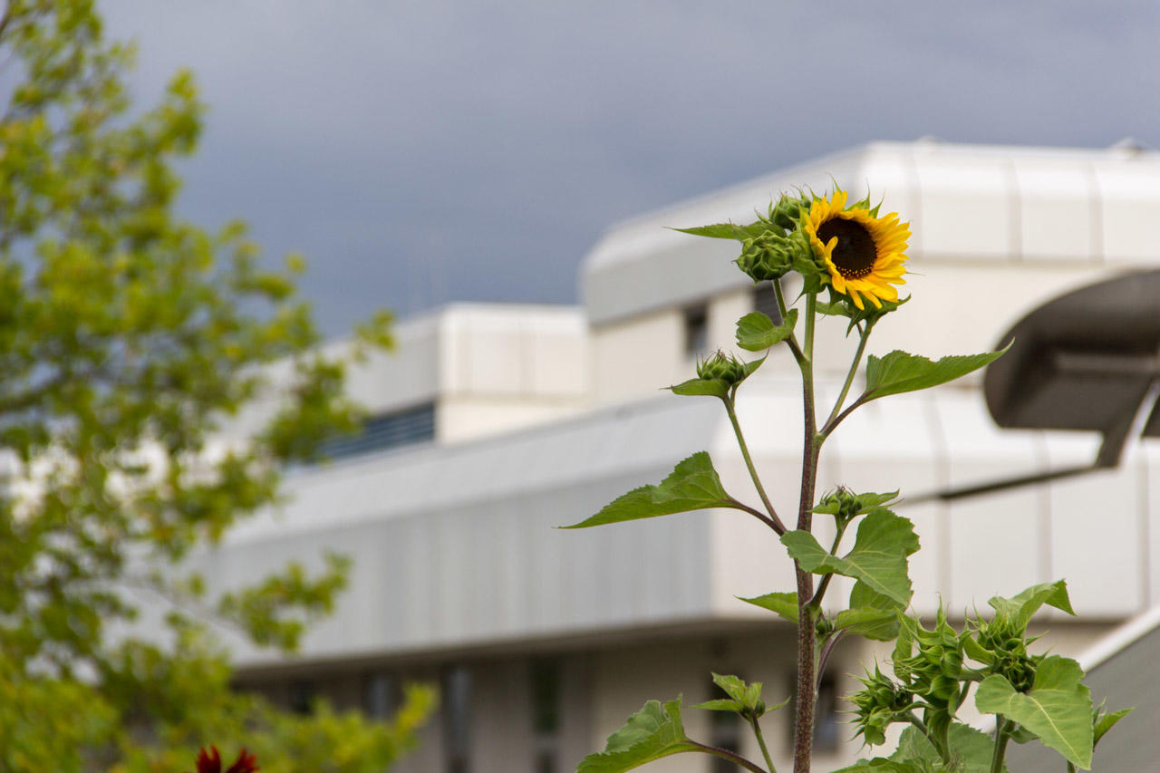 An extensive energy management system was introduced at Freie Universität Berlin between 2000 and 2001 – resulting in major savings that freed up the university’s budget while also giving climate protection targets a boost.
