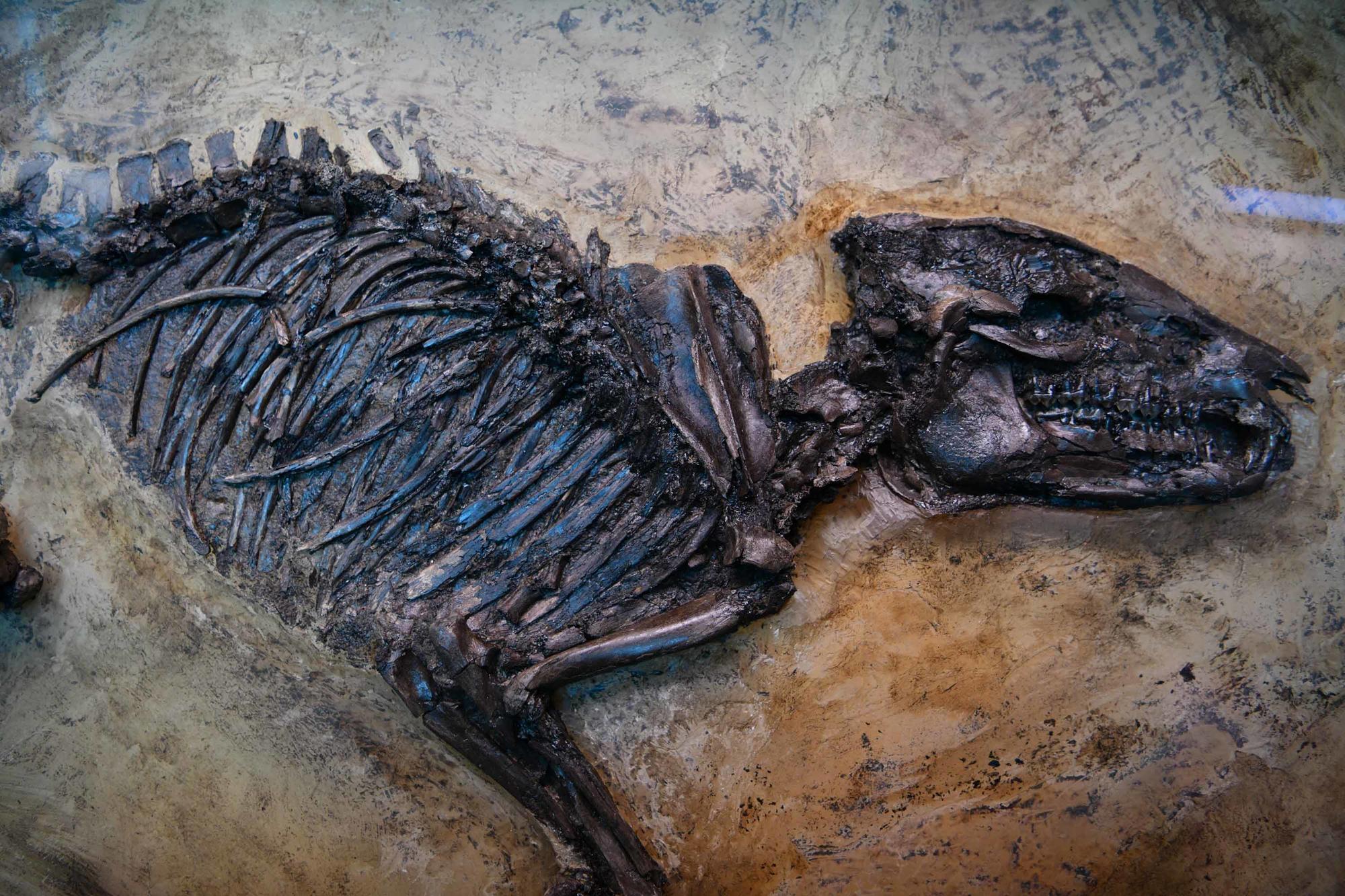 The Messel Pit, a UNESCO World Heritage Site, is famous for its abundance of well-preserved fossils from the Eocene.