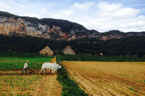 Countryside in Viñales, Cuba.