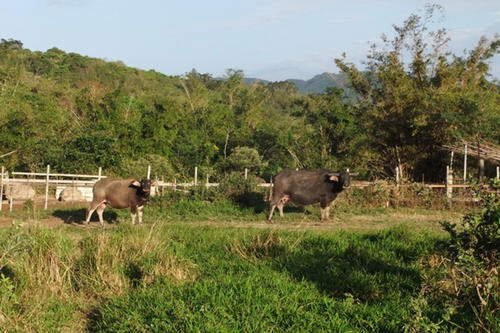 Shortly after this picture was taken, the water buffalo at the right started chasing the photographer.