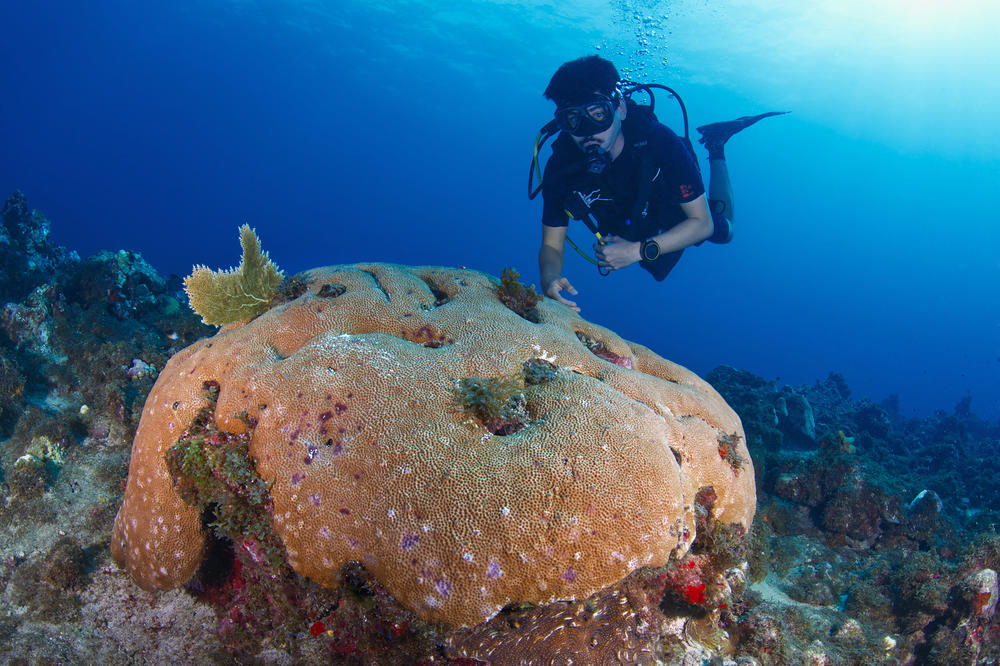 Giant Siderastrea siderea coral in the Caye d’Olbian reef, Martinique