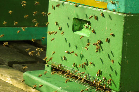 Bees at the Department of Veterinary Medecine