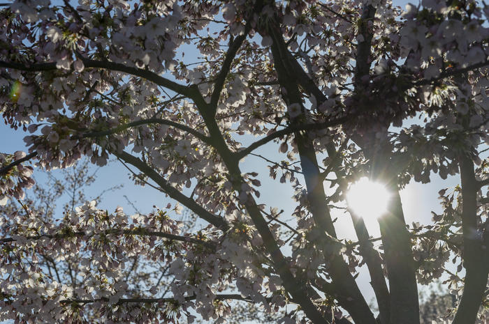 Spring Campus _CherryBlossoms