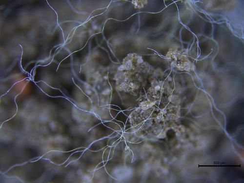 Polyester-Fasern im Boden © Machado AAS