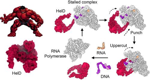 Recycling der RNA-Polymerase über HelD. 