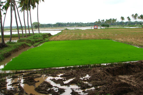 Für den Anbau von Paddy-Reis (Nassreis) werden in Indien die Felder - wie hier im Mündungsdelta des Cauvery Flusses - geflutet, um das Wachstum von Unkraut und Schädlingen zu verhindern.