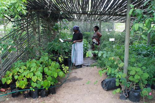 Begehrte Heilpflanzen werden nicht nur gesammelt, sondern auch in Plantagen oder kleinen Gärtnereien gezüchtet.