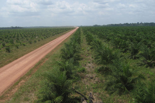 Durch den massiven Anbau von Palmöl werden Monokulturen geschaffen. Die vielfältige Nutzung der Böden, wie sie Kleinbauern betreiben, wird dadurch zerstört. Hier eine Palmölplantage in Pará, Brasilien.