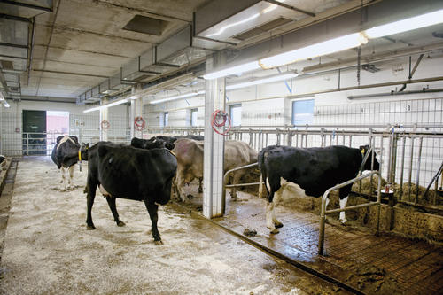 So lässt es sich als Kuh gut leben: In den Stallungen der Tierklinik für Fortpflanzung haben die Tiere viel Platz für Bewegung.