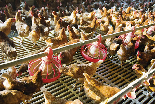 In der Massentierhaltung können sich Krankheiten schnell ausbreiten, da oft zu viele Tiere zu wenig Platz haben.