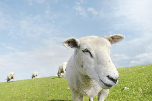 Wissenschaftler der Freien Universität erforschen, wie sich das Schaf zum wichtigsten Nutztier der Menschheit entwickelte.