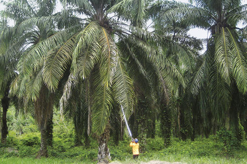 Die Ölpalme produziert nach etwa drei Jahren erste Früchte. Die Ernte ist meist mühevolle Handarbeit.