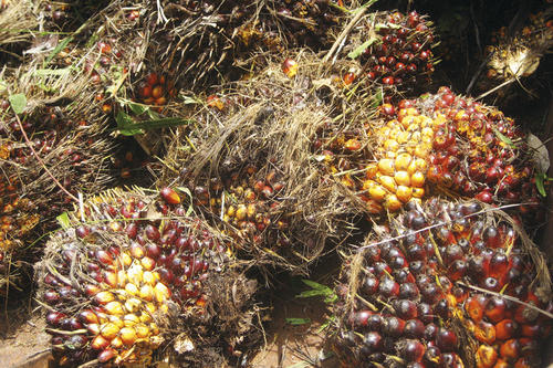 Die Früchte der Ölpalme sind bis zu sechs Zentimeter lang. Ihr rötliches Fruchtfleisch besteht zu 45 bis 50 Prozent aus Öl.