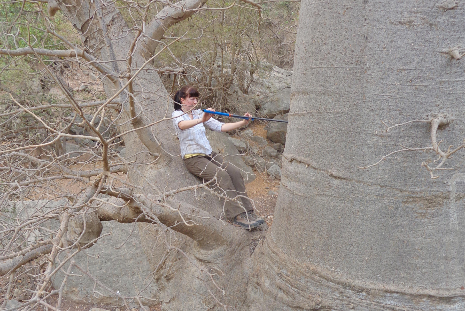 Franziska Slotta, wissenschaftliche Mitarbeiterin im Team von Frank Riedel, setzt für eine Bohrung an einem Baobab an.