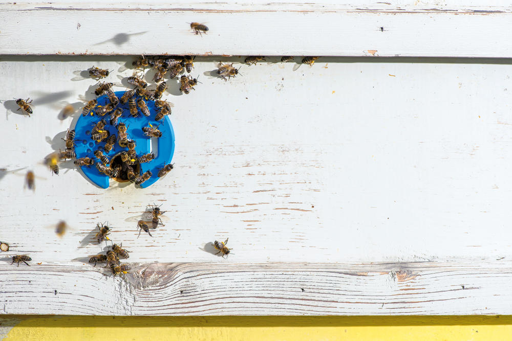 Forscher der Freien Universität untersuchen, wie die Orientierung der Insekten durch Pestizide gestört wird – und wie man Bienen tödliche Milben nachhaltig vom Leib hält.