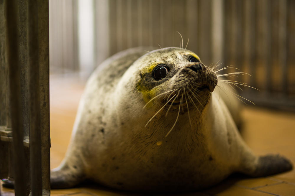 Bei einem Farbstofftest, der eine frische Hornhautverletzung anzeigt, verteilt sich der gelbe Farbstoff auch im Fell der Augenumgebung. Nach einem Tauchgang ist die Farbe wieder abgewaschen.