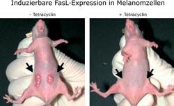 Induzierbare FasL-Expression in Melanomzellen
