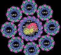 R&ouml;ntgenstruktur der bakteriellen Antennenkomplexe