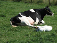 Bei der Kuh setzt die Milchproduktion mit der Geburt des Kalbes wieder ein