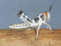 Larvale Wüstenheuschrecke: Hüpfer