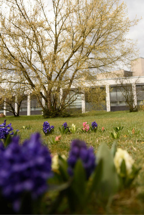 Boxenstopp für Wildbienen: 2014 pflanzten Studierende und Anwohner mehr als 13000 Blumenzwiebeln, die nun auf der Frühblüherwiese sprießen.