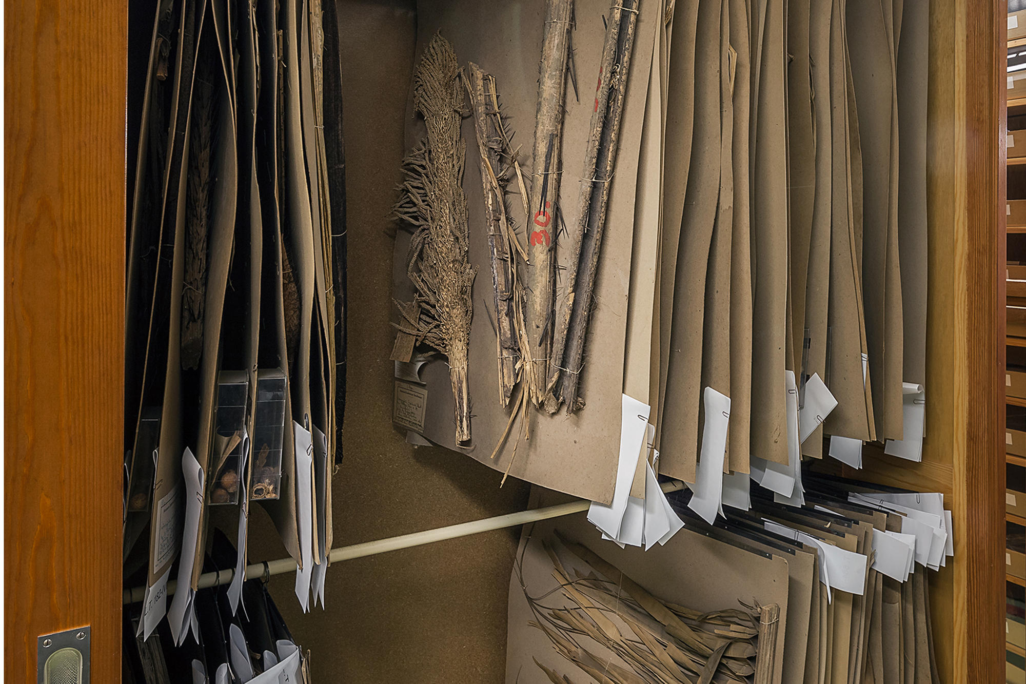 Größere Herbarbelege werden in Schränken verwahrt.