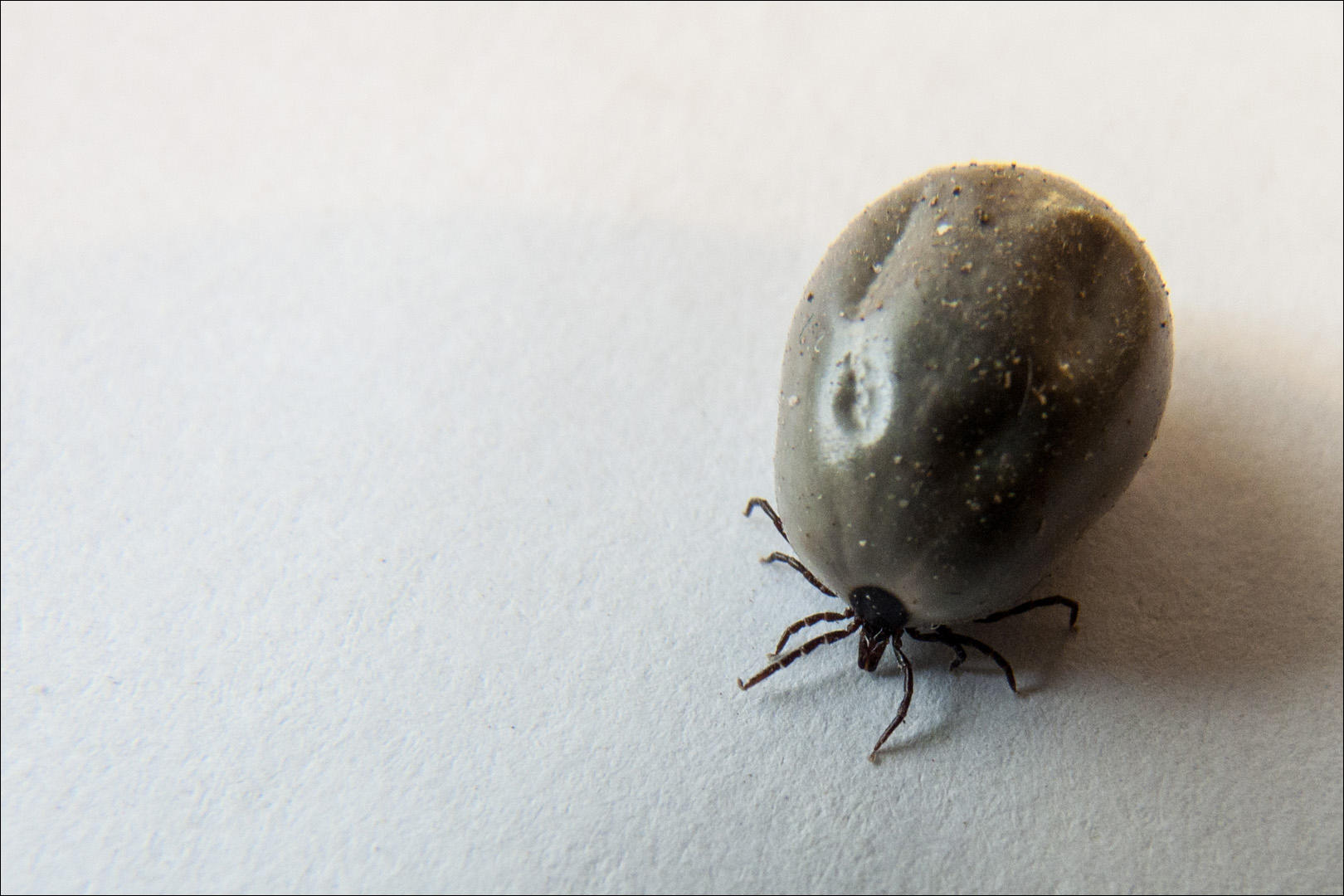 Klein, aber oho! Der Biss und das Entfernen einer Zecke sind unangenehm – und in manchen Regionen Deutschlands auch gefährlich: Durch den Speichel können Krankheiten wie Lyme-Borreliose und Frühsommer-Meningoenzephalitis übertragen werden.