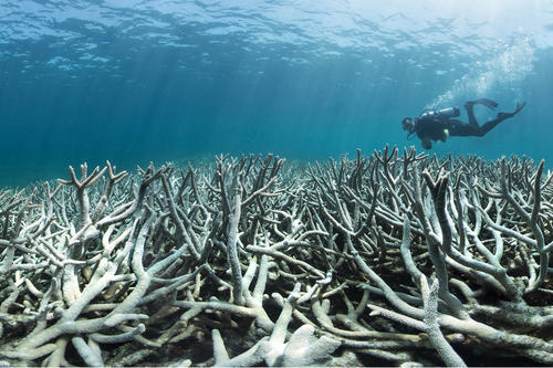 Memorial to destruction: In many places, like here, off Heron Island on the Great Barrier Reef, vast swaths of coral reef have died off. All that remains of this once-vibrant community of species is a graveyard of bleached coral skeletons.