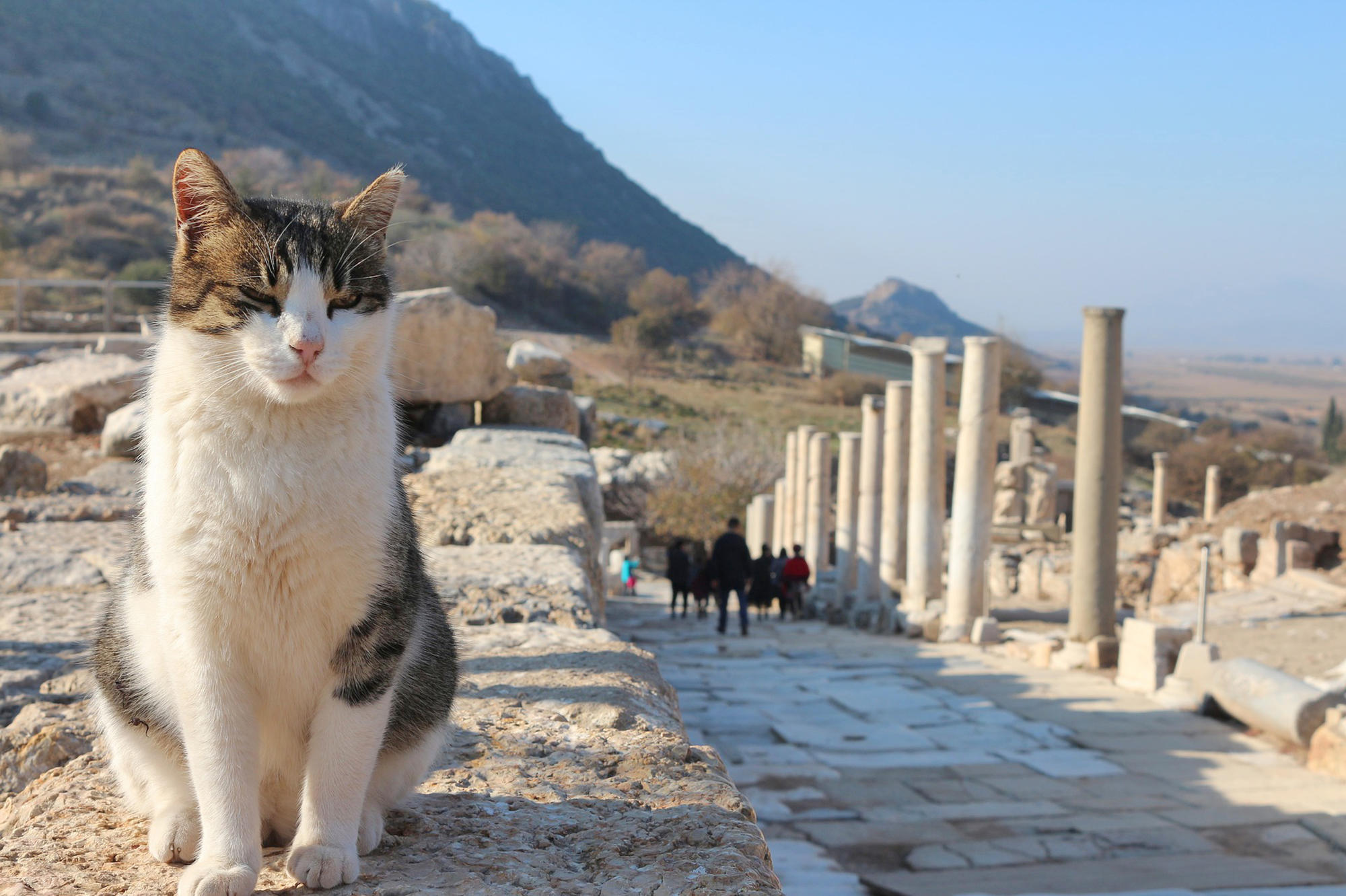 Bitte nicht mitnehmen: Wer streunende Hunde oder Katzen aus dem Urlaub mitbringt, läuft Gefahr, sich ein infiziertes Tier ins Haus zu holen.
