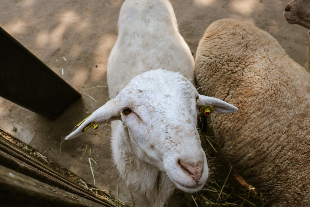 Die am Fachbereich Veterinärmedizin lebenden Tiere werden im Notbetrieb betreut.