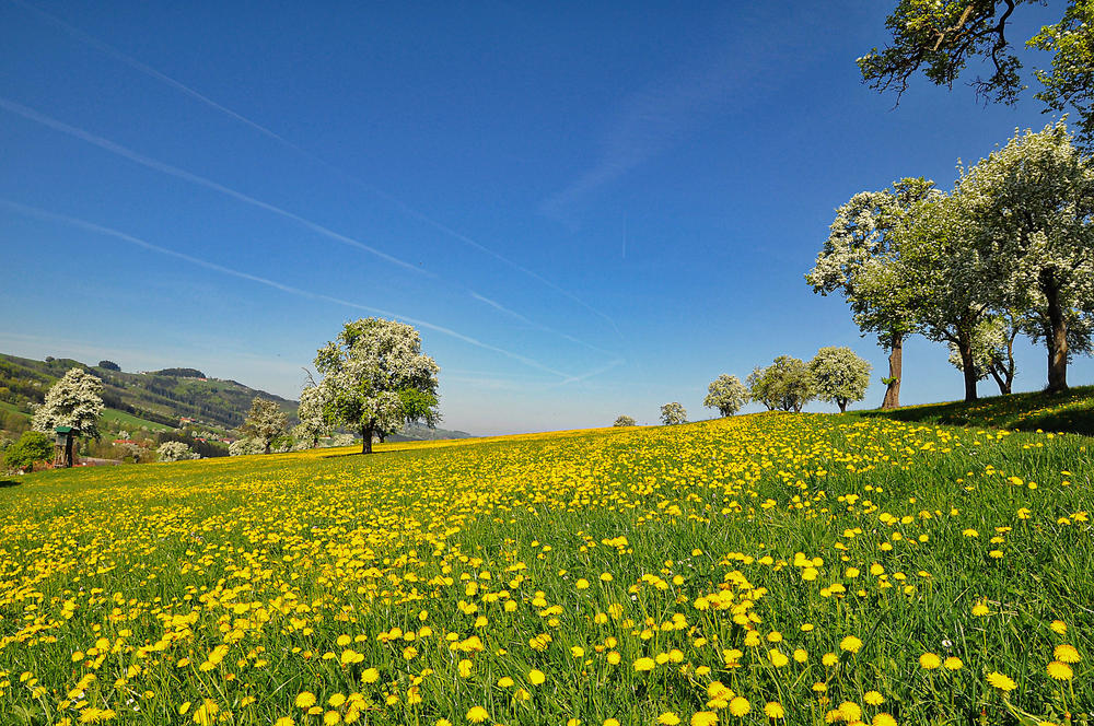 Lebensraum am Boden und in der Luft. Einigen in Europa heimischen Insektenarten will ein deutsch-schweizerisches Team Erkenntnisse über den Umgang mit Krankheitserregern entlocken.