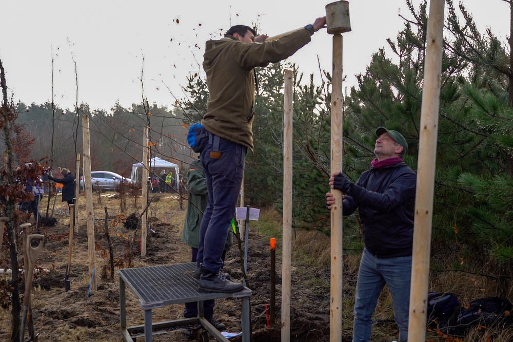 Mehr als 50 Menschen halfen, auf dem Forschungsgelände im Berliner Grunewald rund 800 Buchen zu pflanzen, die seit 2002 im Botanischen Garten herangezogen worden waren.
